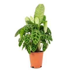 Calathea Zebrina - Zebra Plant 21 Calathea Zebrina - Zebra Plant -Plant potted plants Calathea zebrina Zebra Plant 19x60cm