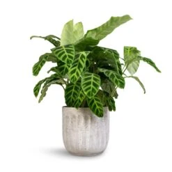 Calathea Zebrina - Zebra Plant 25 Calathea Zebrina - Zebra Plant -Plant potted plants Calathea zebrina Zebra Plant 19x60cm Duncan Plant Pot Cement 23x22cm 1 3410e554 6324 453d 9f32 605667f81e28