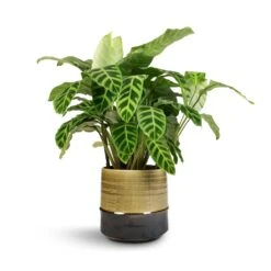 Calathea Zebrina - Zebra Plant 24 Calathea Zebrina - Zebra Plant -Plant potted plants Calathea zebrina Zebra Plant 19x60cm Marlijn Plant Pot Thyme 21x21cm 1 1912bc3b 4753 4f94 af5f 069230cec5ee