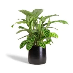 Calathea Zebrina - Zebra Plant 22 Calathea Zebrina - Zebra Plant -Plant potted plants Calathea zebrina Zebra Plant 19x70cm Akemi Plant Pot Carbon Black 27x25cm