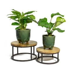 Calathea Orbifolia 32 Calathea Orbifolia -Plant potted plants Calathea zebrina Zebra Plant Calathea orbifolia kaat green plant pot lois plant stand 247b9b9b cd05 4afa 80c5 c43371d14ee4