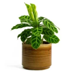 Calathea Zebrina - Zebra Plant 29 Calathea Zebrina - Zebra Plant -Plant potted plants Calathea zebrina Zebra Plant Jordy Plant Pot Caramel f28e7900 0ef1 4531 a702 beb7f2e4d28d