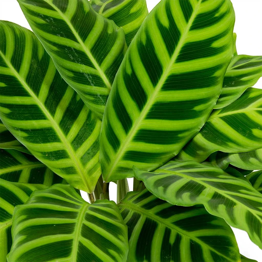 Calathea Zebrina - Zebra Plant 4 Calathea Zebrina - Zebra Plant - Image 2