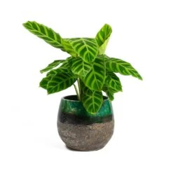Calathea Zebrina - Zebra Plant 28 Calathea Zebrina - Zebra Plant -Plant potted plants Calathea zebrina Zebra Plant Lindy Plant Pot Black Green f4ac792d e96d 4d28 8651 ca3417204dfc