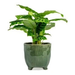 Calathea Zebrina - Zebra Plant 31 Calathea Zebrina - Zebra Plant -Plant potted plants Calathea zebrina Zebra Plant kaat green plant pot