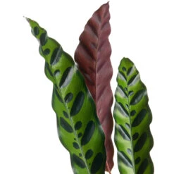 Calathea Lancifolia - Rattlesnake Plant -Plant potted plants Calathealancifolia RattlesnakePlant 1