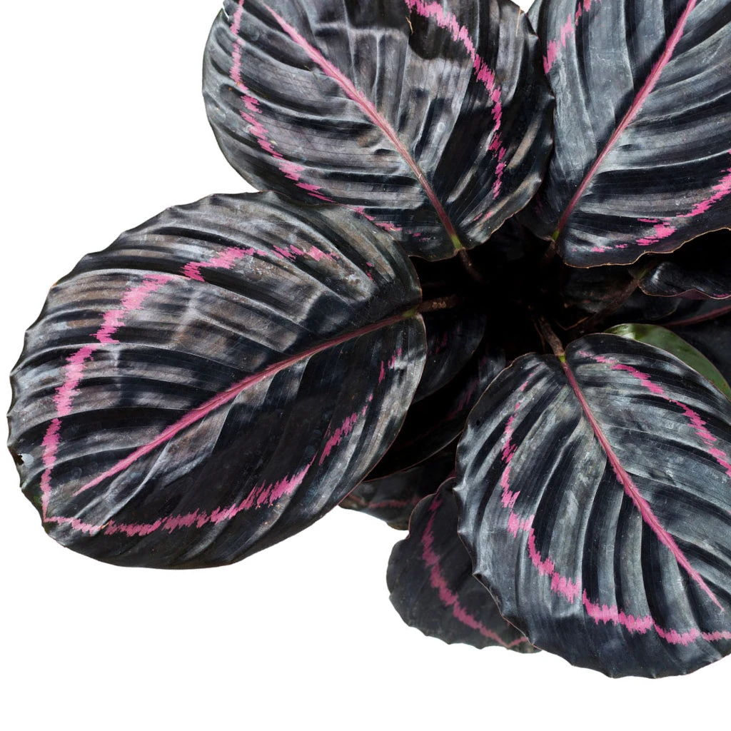 Calathea Roseopicta Dottie - Rose Painted Calathea 4 Calathea Roseopicta Dottie - Rose Painted Calathea - Image 2