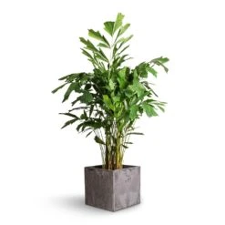 Caryota Mitis - Fish Tail Palm -Plant potted plants Caryota mitis Fish Tail Palm 21x100cm Maud Artstone Plant Pot Grey 32x32x29cm