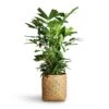 Caryota Mitis - Fish Tail Palm -Plant potted plants Caryota mitis Fish Tail Palm 24x115cm Zayn Bamboo Planter 31.5x33cm 2