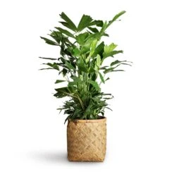 Zayn Bamboo Planter -Plant potted plants Caryota mitis Fish Tail Palm 24x115cm Zayn Bamboo Planter 31.5x33cm 2 8c91a857 9056 4fc9 91bb 49927de47e7f