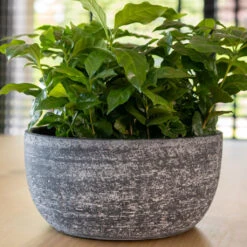Cas Plant Bowl - Anthracite -Plant potted plants CasPlantBowl Anthracite 3