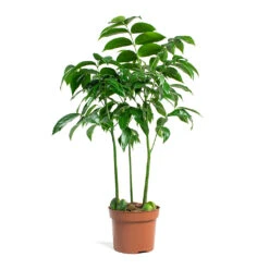 Castanospermum Australe - Moreton Bay Chestnut -Plant potted plants Castanospermum australe Moreton Bay Chestnut 12cm 32ab1e60 8876 4c6c 918d 94e773d83107