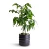 Castanospermum Australe - Moreton Bay Chestnut -Plant potted plants Castanospermum australe Moreton Bay Chestnut 12x45cm Hadleigh Plant Pot Charcoal 14x13cm