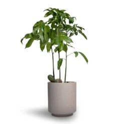 Suzi Plant Pot - Grey Washed 19 Suzi Plant Pot - Grey Washed -Plant potted plants Castanospermum australe Moreton Bay Chestnut 12x45cm Suzi Plant Pot Grey Washed 15x16 1