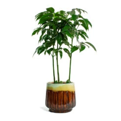 Castanospermum Australe - Moreton Bay Chestnut -Plant potted plants Castanospermum australe Moreton Bay Chestnut Alice Plant Pot Caramel 66a61ee4 f140 488d 86ec 4d2d559ba258