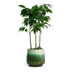 Castanospermum Australe - Moreton Bay Chestnut -Plant potted plants Castanospermum australe Moreton Bay Chestnut Alice Plant Pot Ocean b5d138aa df5b 4d7b 8514 2a22fa8860c8