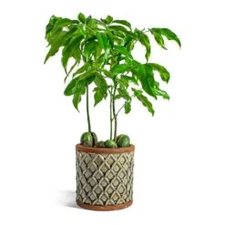 Castanospermum Australe - Moreton Bay Chestnut -Plant potted plants Castanospermum australe Moreton Bay Chestnut liam grey plant pot 03875835 7606 4ab2 beec 579645fc099c