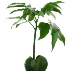 Castanospermum Australe - Moreton Bay Chestnut -Plant potted plants Castanospermumaustrale MoretonBayChestnut 1