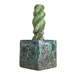 Cereus Forbesii Spiralis - Spiralled Cereus -Plant potted plants Cereus forbesii spiralis Spiralled Cereus 10x20cm Lava Cube Relic Planter Jade 16x16x16cm