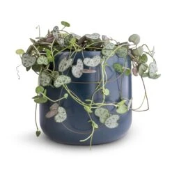 Ceropegia Woodii - String Of Hearts 32 Ceropegia Woodii - String Of Hearts -Plant potted plants Ceropegia woodii String of Hearts 12x25cm no hanger Lisbon Plant Pot Navy 13x13cm