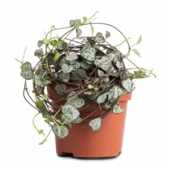 Ceropegia Woodii - String Of Hearts 26 Ceropegia Woodii - String Of Hearts -Plant potted plants Ceropegia woodii String of Hearts 12x25cm no hanger