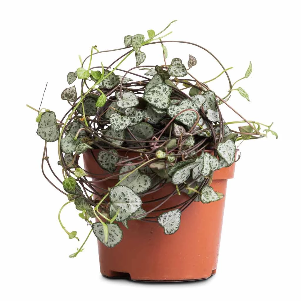 Ceropegia Woodii - String Of Hearts 7 Ceropegia Woodii - String Of Hearts - Image 5