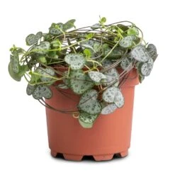 Ceropegia Woodii - String Of Hearts 33 Ceropegia Woodii - String Of Hearts -Plant potted plants Ceropegia woodii String of Hearts 12x25cm no hanger 3a3af313 125a 49d0 862c b0d9b0edeab8