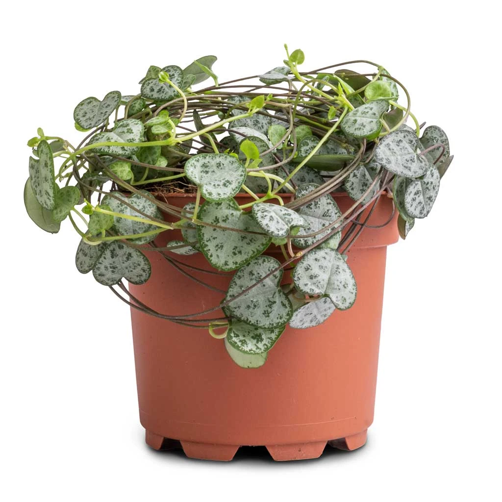 Ceropegia Woodii - String Of Hearts 14 Ceropegia Woodii - String Of Hearts - Image 12