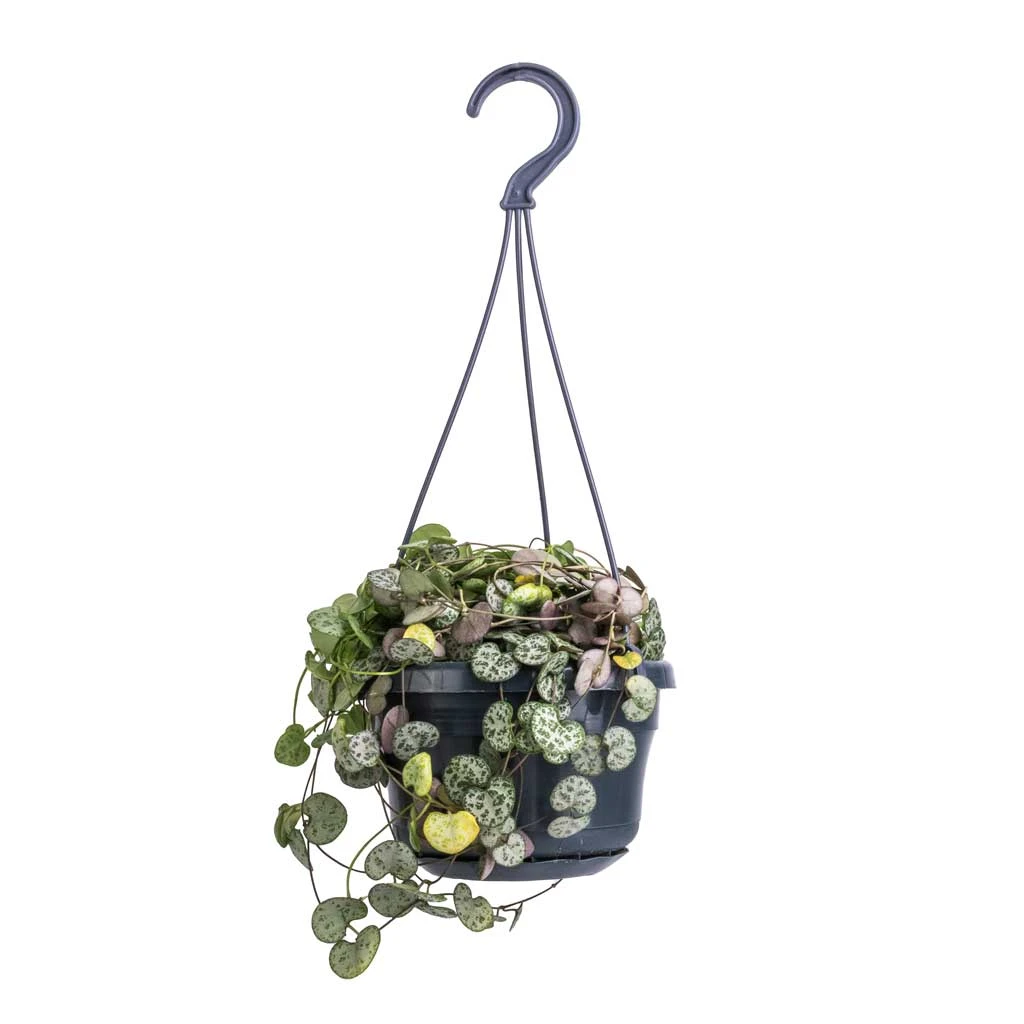 Ceropegia Woodii - String Of Hearts 8 Ceropegia Woodii - String Of Hearts - Image 6