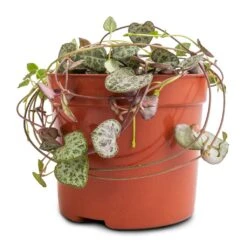 Ceropegia Woodii - String Of Hearts 24 Ceropegia Woodii - String Of Hearts -Plant potted plants Ceropegia woodii String of Hearts 8x20cm no hanger