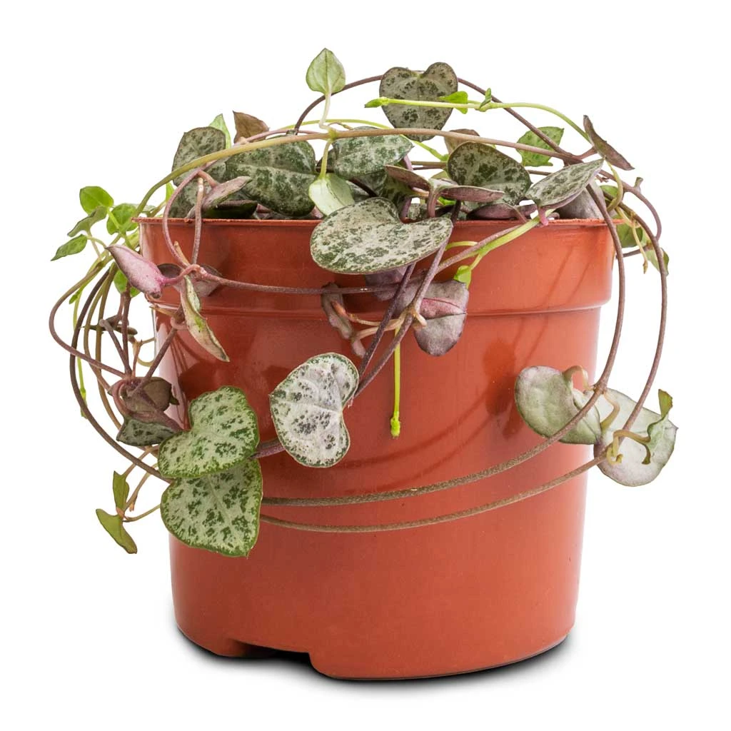 Ceropegia Woodii - String Of Hearts 5 Ceropegia Woodii - String Of Hearts - Image 3