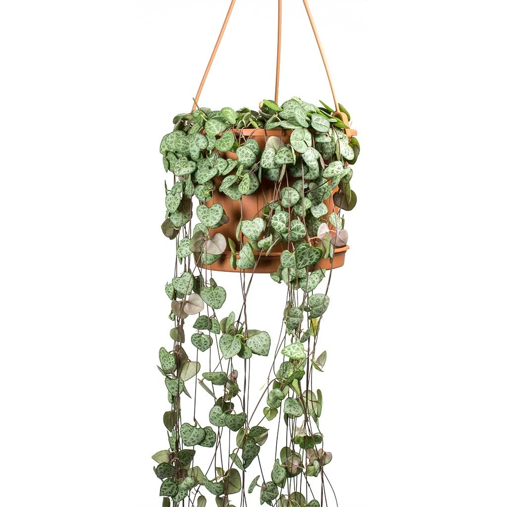 Ceropegia Woodii - String Of Hearts 15 Ceropegia Woodii - String Of Hearts - Image 13