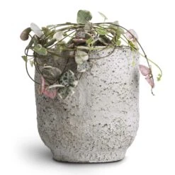 Ceropegia Woodii - Variegated String Of Hearts 15 Ceropegia Woodii - Variegated String Of Hearts -Plant potted plants Ceropegia woodii Variegated String of Hearts 8x20cm no hanger Dave Plant Pot Cool Grey 11x12cm 901d2b73 f483 432a 98dc c6cf41ae7c6f