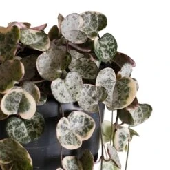Ceropegia Woodii - Variegated String Of Hearts 12 Ceropegia Woodii - Variegated String Of Hearts -Plant potted plants Ceropegia woodii variegata Variegated String of Hearts 4