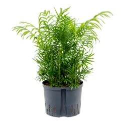 Chamaedorea Elegans - Parlour Palm - HydroCare -Plant potted plants Chamaedore aelegans Parlour Palm Hydroculture 25 19x75cm