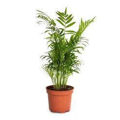 Chamaedorea Elegans - Parlour Palm -Plant potted plants Chamaedorea elegans Parlour Palm 12x40cm