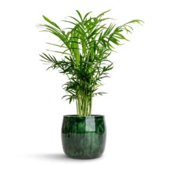 Chamaedorea Elegans - Parlour Palm -Plant potted plants Chamaedorea elegans Parlour Palm 12x40cm Babet Plant Pot Pine 14x12cm 211ca432 2bba 43e8 ae87 5202a799ac8f