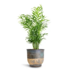 Aico Plant Pot - Shiny Blue -Plant potted plants Chamaedorea elegans Parlour Palm 17x60cm Aico Plant Pot Shiny Blue 22x20cm 84a0fdd1 aeb1 4901 9e78 1b8df009c117