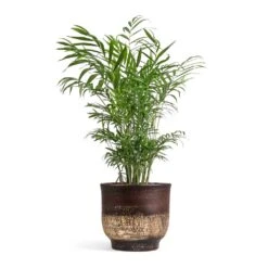 Aico Plant Pot - Shiny Brown 25 Aico Plant Pot - Shiny Brown -Plant potted plants Chamaedorea elegans Parlour Palm 17x60cm Aico Plant Pot Shiny Brown 22x20cm 1062ebd0 5a9c 4659 8ce0 17940e6787de
