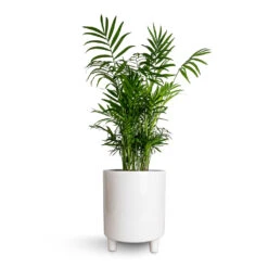Chamaedorea Elegans - Parlour Palm -Plant potted plants Chamaedorea elegans Parlour Palm 17x60cm Pisa Plant Pot White 20x24cm e2dda9b6 b2ae 4379 832c 2dc91dc0b660
