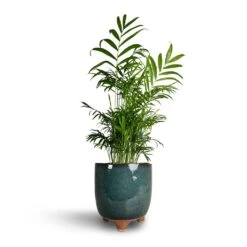 Chamaedorea Elegans - Parlour Palm -Plant potted plants Chamaedorea elegans Parlour Palm 17x70cm Kaat Plant Pot Petrol 20x20cm