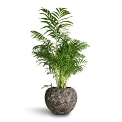 Luxe Lite Moon Globe Planter - Bronze -Plant potted plants Chamaedorea elegans Parlour Palm 20x100cm Luxe Lite Moon Globe Planter Bronze 33x24cm