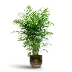 Chamaedorea Elegans - Parlour Palm -Plant potted plants Chamaedorea elegans Parlour Palm 20x100cm Sanna Plant Pot Savanna 25x23cm