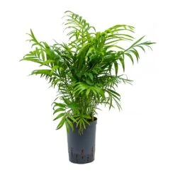 Chamaedorea Elegans - Parlour Palm - HydroCare -Plant potted plants Chamaedorea elegans Parlour Palm Hydroculture 15 19x65cm