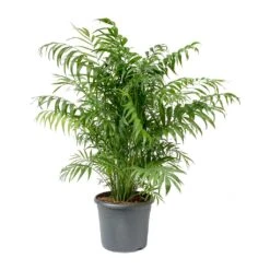 Chamaedorea Elegans - Parlour Palm -Plant potted plants Chamaedorea elegans Parlour Palm Large