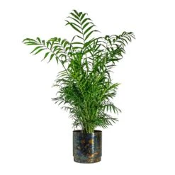 Chamaedorea Elegans - Parlour Palm -Plant potted plants Chamaedorea elegans Parlour Palm Minou Metal Plant Pots Set of 3 Copper Black