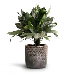 Chamaedorea Metallica - Metallic Palm -Plant potted plants Chamaedorea metallica Metallic Palm 21x60cm Luxe Lite Comet Cylinder Planter Bronze 28x27cm 18c6c196 c20d 4898 8c26 0ea6a3a6a57e