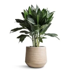 Chamaedorea Metallica - Metallic Palm -Plant potted plants Chamaedorea metallica Metallic Palm 21x70cm Dune Darcy Planter Oat 30x26cm