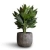 Chamaedorea Metallica - Metallic Palm -Plant potted plants Chamaedorea metallica Metallic Palm 21x70cm Feico Plant Pot Metal Black