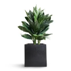 Fleur Natural Planter - Black -Plant potted plants Chamaedorea metallica Metallic Palm 21x70cm Fleur Natural Planter Black 25x25x25cm